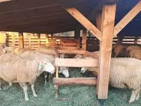 Widder, Schafe — Foto 1