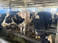 Bulle, Holstein-Rasse — Foto 6