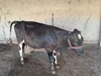 Cow, Cattle — photo 1