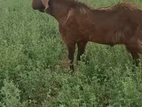 Billy Goat, Goats — photo 4