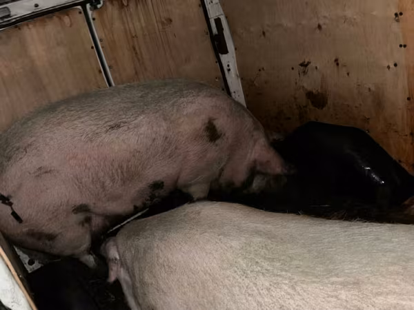 Säue, Schweine