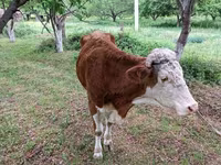 Bulle, Simmental cattle — Foto 1