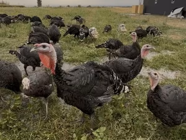 Turkeys