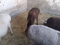 Widder, Schafe — Foto 4