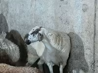 भेड़, भेड़ — फ़ोटो 2