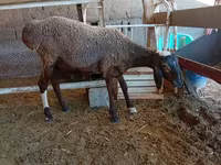 公羊, Sheep — 照片 5
