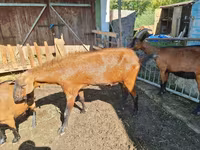 Ziegenbock, Ziegen — Foto 3