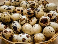Premix pentru prepelițe ouătoare cu stimulator natural — फ़ोटो 1