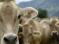 公牛, Cattle — 照片 5