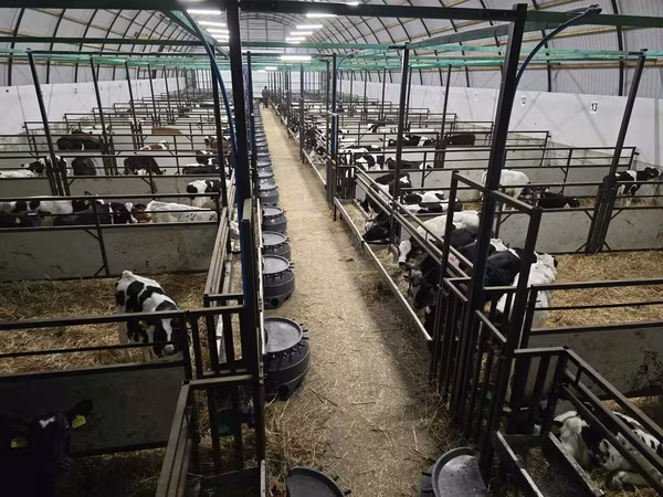 Bull, Cattle