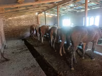 公马, Horses — 照片 2
