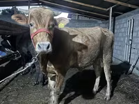 Toro, Ganado vacuno — foto 4