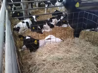 Bull, Holstein breed — photo 6