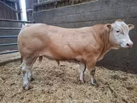 Toro, Blonde d’Aquitane cattle — foto 4