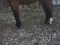 Horse (M), Horses — photo 1