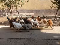 Chickens — photo 2