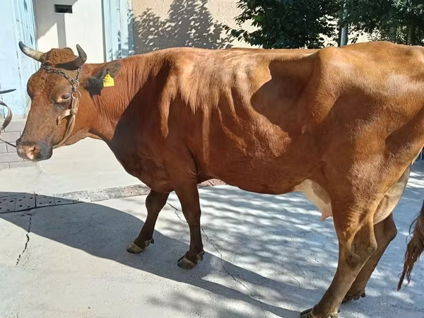 Vaca, Red Estonian cattle