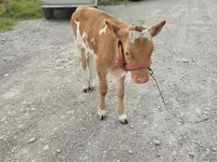 Kuh, Rote hornlose Kuh — Foto 1