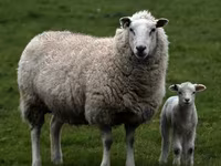 Ram, Dorper sheep — photo 8