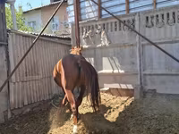 Horse (M), Arabian horse — photo 5