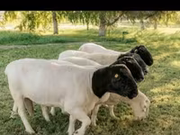 मेढ़ा, Dorper sheep — फ़ोटो 6
