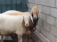 كبش, Arashan sheep — الصورة 3