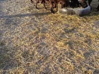 Sheep, Sheep — photo 3