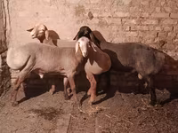 Ram, Rhon sheep — photo 2