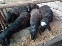 Ram, Sheep — photo 2