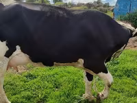 गाय, गोलस्टीन नस्ल — फ़ोटो 1