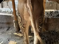 सांड, Simmental cattle — फ़ोटो 4