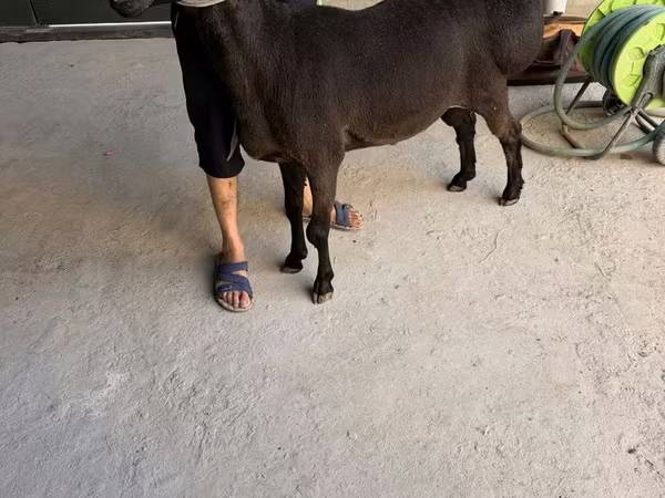 公羊, Sheep — 乌兹别克斯坦