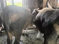Сиыр, Simmental cattle — 1-сурет