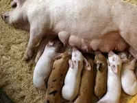 Premixuri pentru păsări şi animale / Премиксы для птиц и животных — الصورة 5