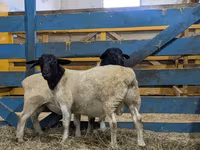 公羊, Dorper sheep — 照片 3