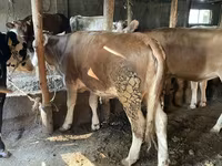 सांड, Simmental cattle — फ़ोटो 5