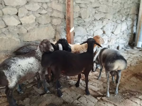 Widder, Rhon sheep — Usbekistan