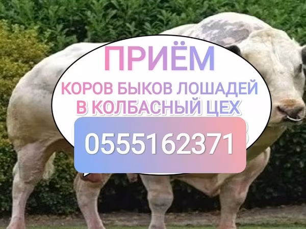 Бұқа, Ірі қара — Қырғызстан