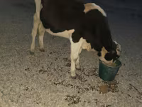 Bulle, Swiss cattle — Foto 4