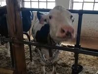 Cow, Holstein breed — photo 5
