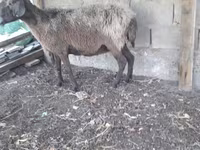 Ram, Sheep — photo 1