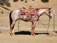 حصان, National Show Horse — الصورة 1
