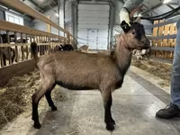Теке, Alpine goat — 2-сурет