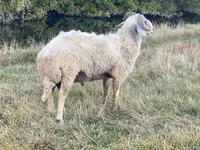 Carnero, Karakul sheep — foto 3