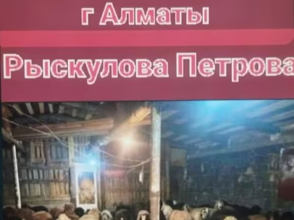 Қошқар, Қойлар — Қазақстан
