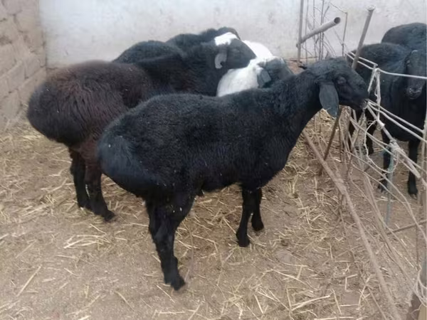 Widder, Rhon sheep