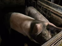Sow, Pigs — photo 4