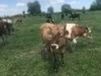 Cow, Holstein breed — photo 2