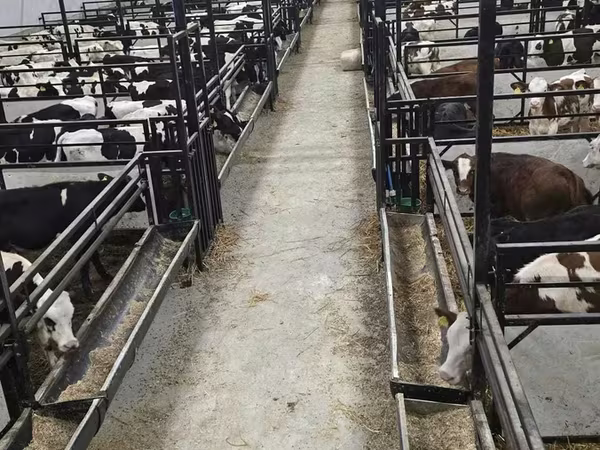 公牛, Cattle
