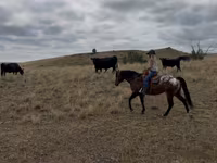 Айғыр, Horses of Sable Island — 6-сурет